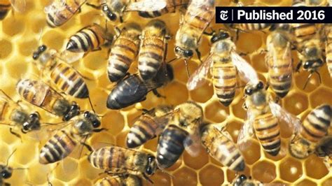 Scientists Find Genes That Let These Bees Reproduce Without Males The New York Times