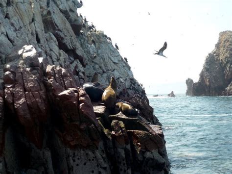 The Guano Reserve System: A Haven Along Peru's Coast | LAC Geo