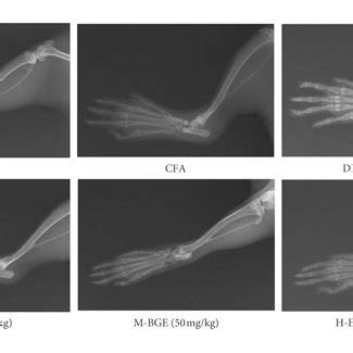 Radiological And Histological Evaluation Of Joint Injury In Cfa Rats