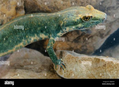 Sardinian Brook Salamander Euproctus Platycephalus Pike Headed Newt