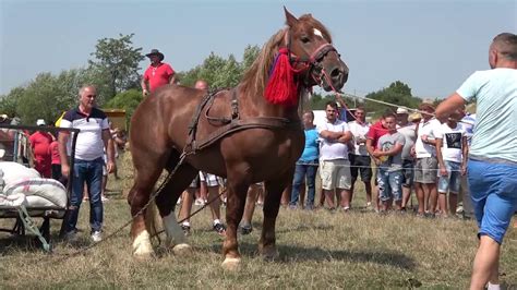 Concurs Cu Cai De Tractiune Osorhei Bihor 2017 Youtube