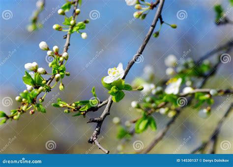 Branchement D Arbre Avec La Fleur De Cerise Image Stock Image Du