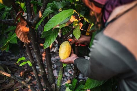 Significado De Sonhar Cacau Maduro Desvende Os Segredos Desse