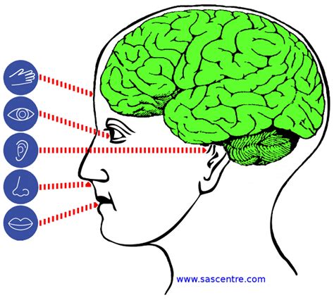 Sensory Processing Sas Centre