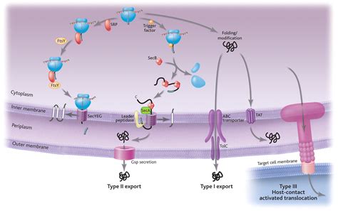 Protein Translocation Across Biological Membranes Science