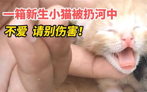 不爱，请别伤害！一箱新生小猫被扔进河中 ，“钓鱼佬”下水救猫 哔哩哔哩 Bilibili