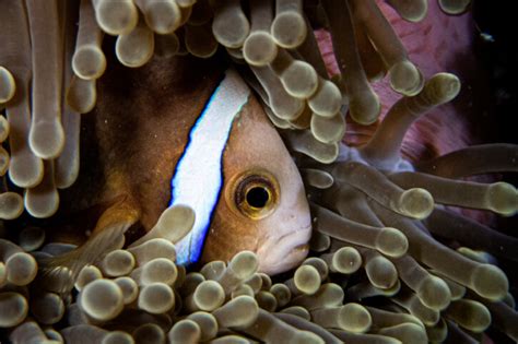 Quels Poissons Compatibles Avec Un Aquarium De 200 Litres