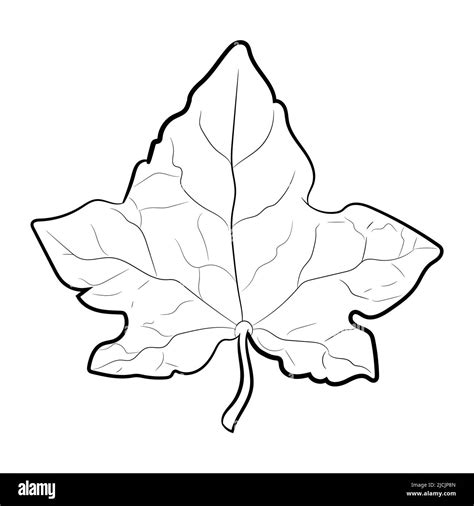 Aka Ivy Leaf Drawing