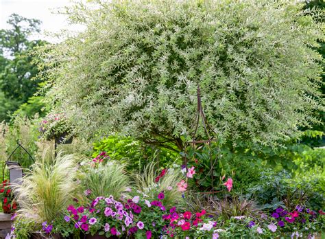 Dappled Willow Tree A Care Guide On How To Grow A Dappled Willow Tree In Home Landscapes