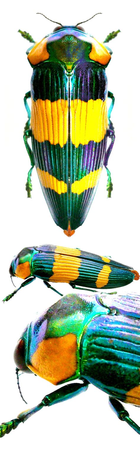 Calodema Hudsoni Beetle Insect Bugs And Insects Beautiful Bugs