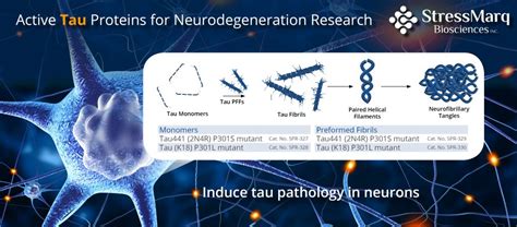 Tau Proteins For Neurodegeneration Research Stressmarq