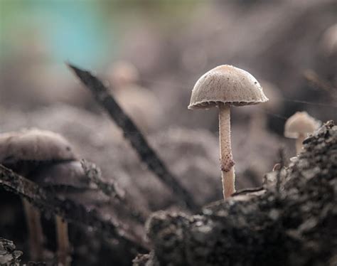 Setas blancas que crecen mucho en el suelo después de la lluvia Foto