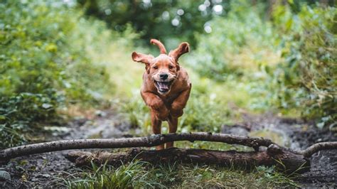 Vidéo Toby le chien qui a défendu son maître lors d un braquage