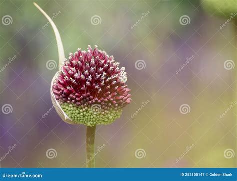 Purple Giant Allium Gladiator Bloom In A Spring Garden Stock Image