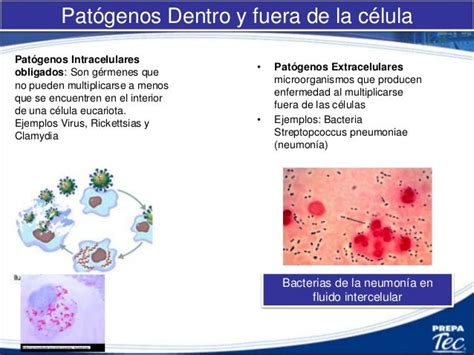 Sistema Inmune