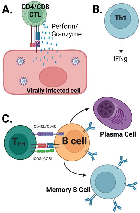 cell mechanism  protection  sars   cdcd ctl