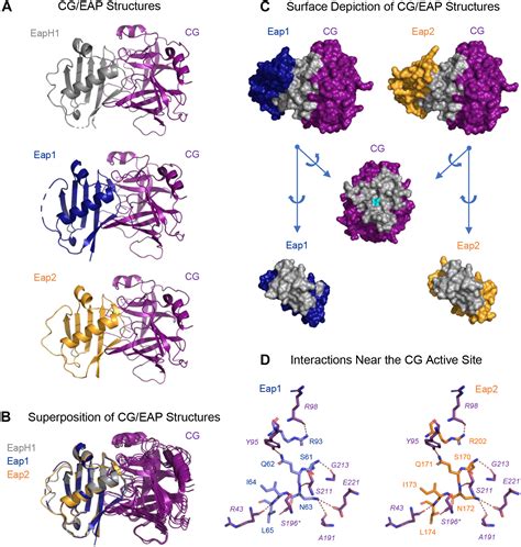 Characterization Of Two Distinct Neutrophil Serine Proteasebinding