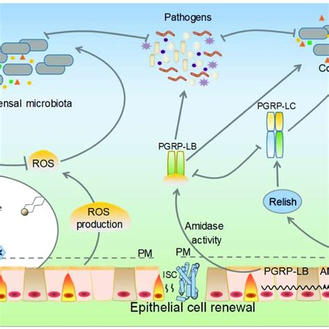 Putative Immune Signalling Pathways Are Involved In The Defences