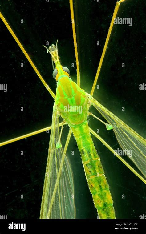 Cranefly Diptera Halteres Used For Balance During Flight Stock Photo
