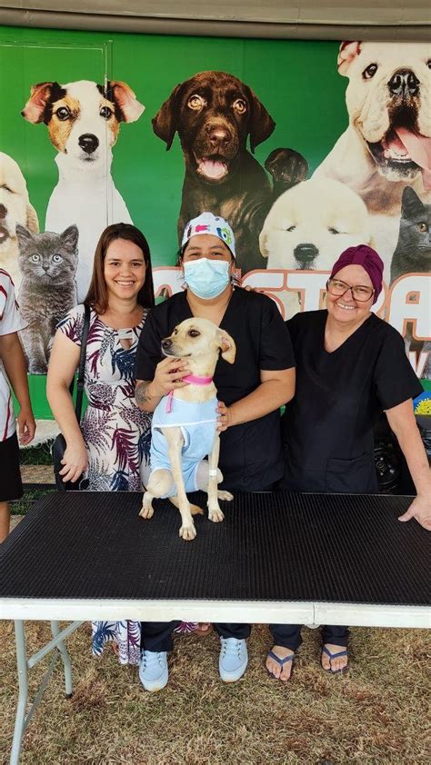 Moradores Da Estrutural Podem Cadastrar C Es E Gatos Para Castra O