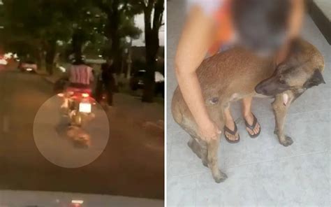 V Deo Cachorro Arrastado Por Moto Ap S Prender Coleira No Ve Culo