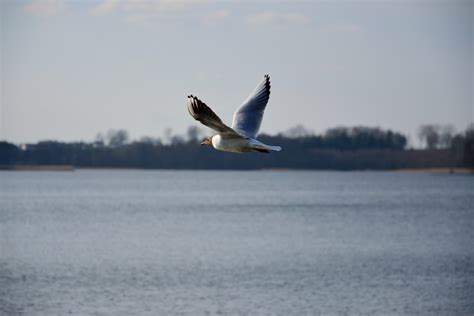 Kostenlose foto Natur Vogel Flügel Himmel See Stift Pelikan