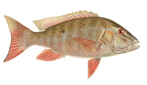 Mutton Snapper Fishing Guide How To Catch A Mutton Snapper