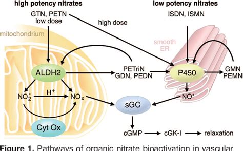 Figure From Regulation Of Nitric Oxidesensitive Guanylyl Cyclase