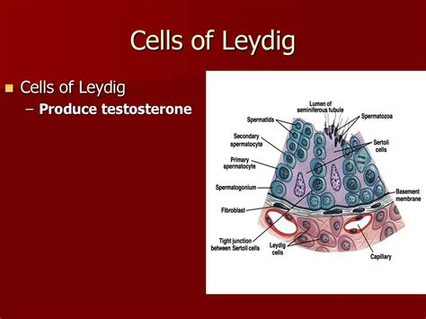 Sex Determination Gametogenesis Male Reproduction Ppt Download