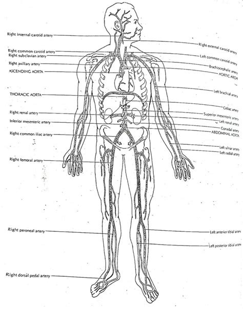 The Arterial System In Human Beings Online Science Notes