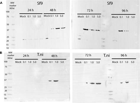 Frontiers Biochemical Biophysical And Functional Characterisation