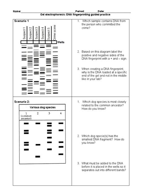 Dna Fingerprinting Guided Practice Pdf Worksheets Library