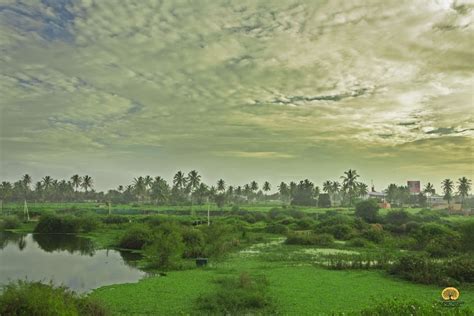 Hoskote Lake – A paradise for bird lovers - Tripoto