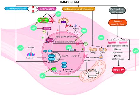 Summary Of The Molecular Pathways Involved In Sarcopenia And Actions Of