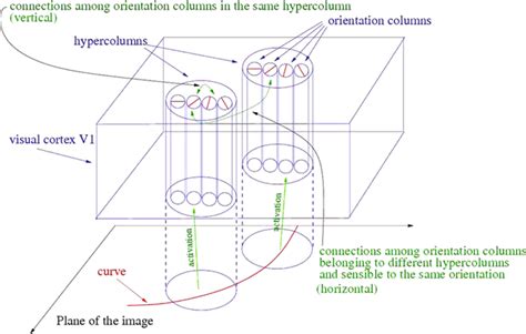 Receptive Fields In The Visual Cortex Of Many Mammalians Are Tuned To Download Scientific