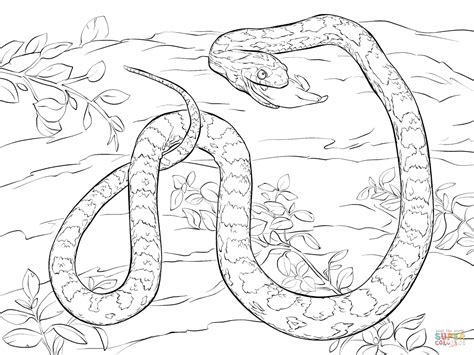 Corn Snake Devouring Dead Mouse coloring page | Free Printable Coloring ...