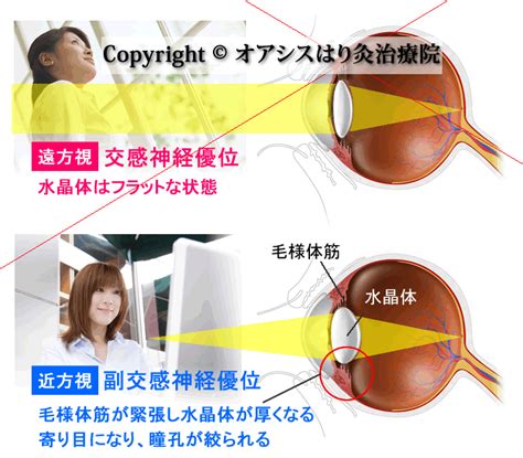 副交感神経 出る