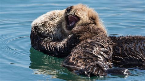 Why endangered sea otters still need protection