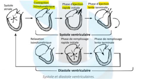 Ue Physiologie Cardiaque Cartes Quizlet