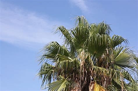 Washingtonia Robusta Tree, Palm, Tree Cut, Plant PNG Transparent ...