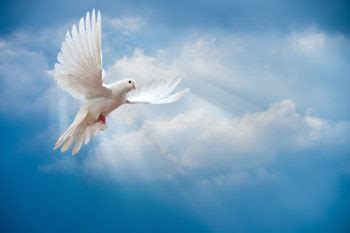 Doves Funeral Services - Funeral Cover Quotes