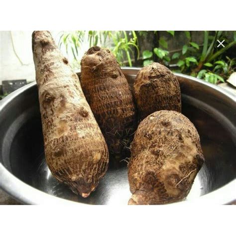 Jual TALAS BELITUNG KIMPUL PULEN 1kg Indonesia Shopee Indonesia