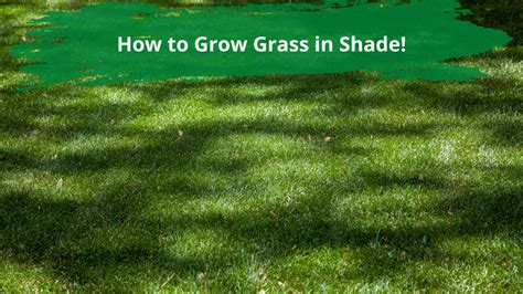 How to Grow Grass in Shade! - Southland SOD Farms