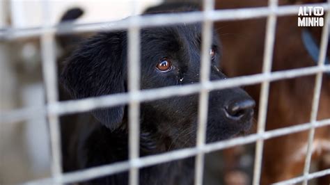 Volunt Rios Resgatam E Cuidam De Animais Abandonados Altominho Tv