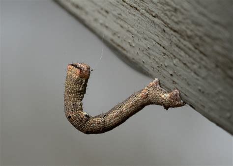 Twig Looper From Blackburn Lake Sanctuary VIC Australia On November 26