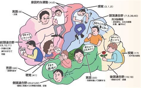 脳の姿 脳科学ブログ教育への架橋