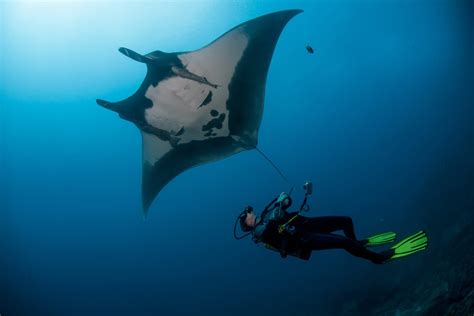 Manta Ray Diving The Top 12 Best Places On Earth