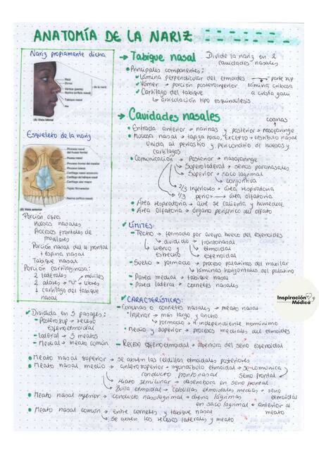 Anatomía de la Nariz Melany Bardales uDocz