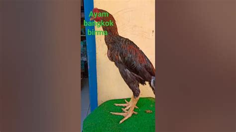 Ayam Bangkok Birma Pakhoy Senang Nya Ternak Ayam Sendiri