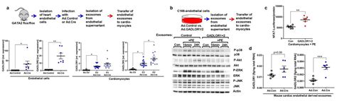 Endothelial Cell Gata Modulates The Cardiomyocyte Stress Response